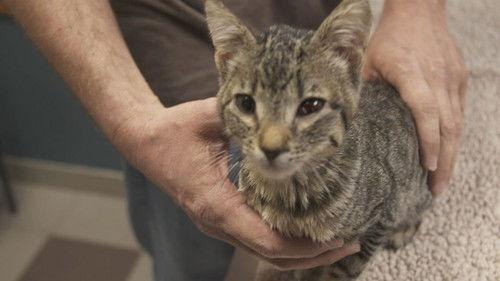 Animal ER Season 2 Episode 8 - On Pins and Needles