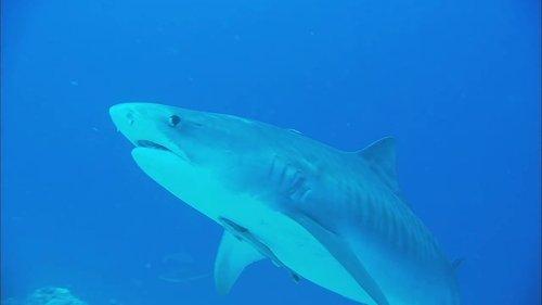 72 Dangerous Animals: Australia Season 1 Episode 12 - Unknown Dangers