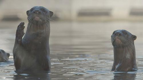 Background image for Urban Wild