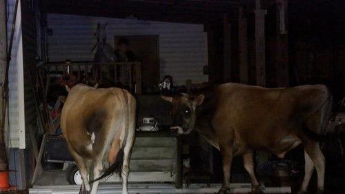 On Patrol: Live Season 2 Episode 3 - Drive-By Shooting Investigation