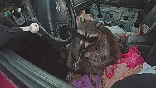 My Strange Arrest Season 3 Episode 6 - Meth Raccoon