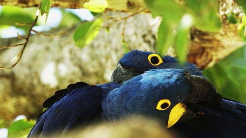 Brazil Untamed Season 2 Episode 2 - Episode 2