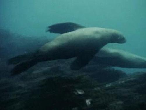 Skippy the Bush Kangaroo Season 1 Episode 3 - The Golden Reef