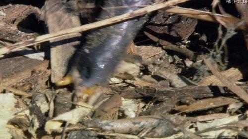 Absurd Planet Season 1 Episode 11 - We're All the Same