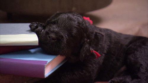 Too Cute Season 4 Episode 2 - Chilled Out Pups