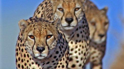 Life Season 1 Episode 7 - Hunters and Hunted