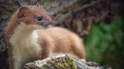 Springwatch Season 20 Episode 6 - Episode 6