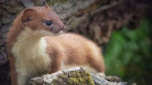 Springwatch Season 20 Episode 6 - Episode 6