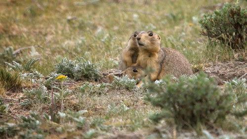 Prairie Dog Manor Season 1 Episode 6 - Charlotte's Brawl