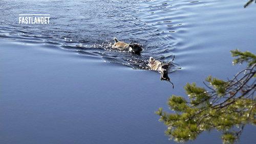 Den stora älgvandringen Season 1 Episode 2 - Slow tv day 2