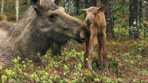 Wild Scandinavia Season 1 Episode 6 - Sweden