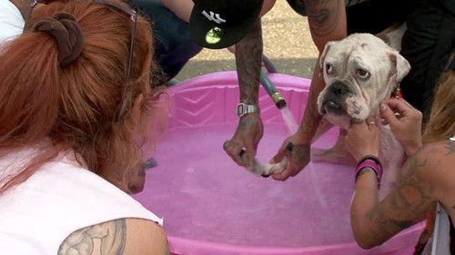 Pit Bulls and Parolees Season 4 Episode 9 - Band of Brothers