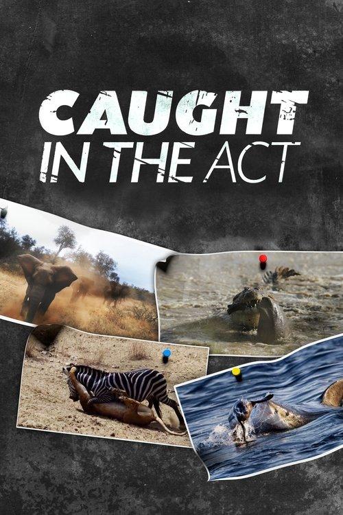 Caught in the Act poster