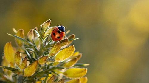 Springwatch Season 19 Episode 6 - Episode 6