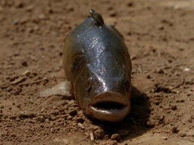 First Wave Season 1 Episode 7 - Lungfish