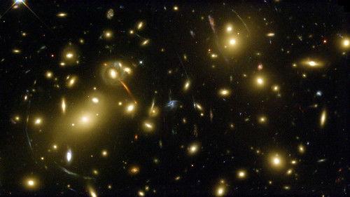 Pet Star Season 2 Episode 4 - Pet Star: 19