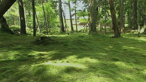 Core Kyoto Season 9 Episode 10 - The World of Moss: Soothing Beauty, Subtle yet Refined