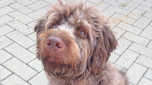 Couple with Dog Season 1 Episode 7 - Episode 7