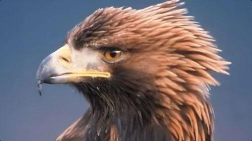 Nature Season 22 Episode 6 - Shadow Over the Sun: A Story of Eagles