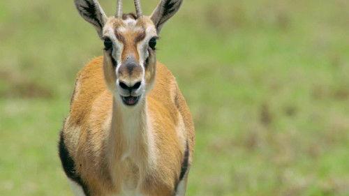 Mamas Season 1 Episode 10 - Thomson's Gazelle