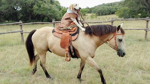 World's Funniest Animals Season 1 Episode 3 - Episode 103