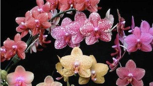 NOVA Season 30 Episode 7 - The Orchid Hunter
