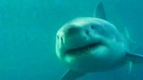 Superscience Season 1 Episode 5 - The Deadliest Shark