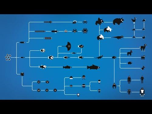 Kurzgesagt - In a Nutshell Season 1 Episode 1 - How Evolution Works