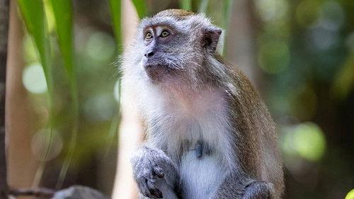 Macaque Island Season 1 Episode 3 - Clash Of The Alphas