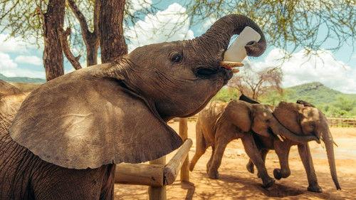 Becoming Elephant: The Orphans Of Reteti Season 1 Episode 2 - Back to the Wild