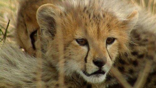 Animal Fight Night Season 6 Episode 6 - Giant Slayers