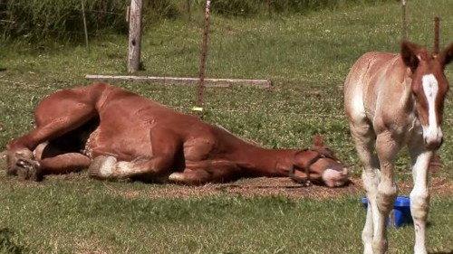 The Incredible Dr. Pol Season 20 Episode 10 - The Beagle Has Landed