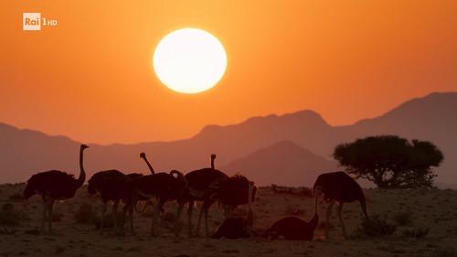 Superquark Season 29 Episode 6 - Behind the scenes of the BBC animal series