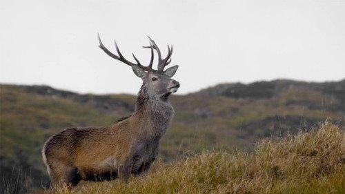 Wild Great Britain Season 1 Episode 1 - High Places
