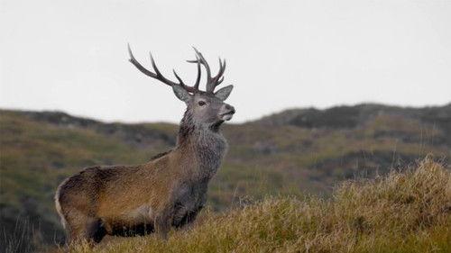 Wild Great Britain Season 1 Episode 1 - High Places