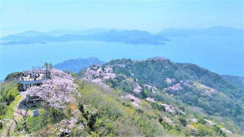 Document 72 Hours Season 14 Episode 17 - Sakura in the Seto Inland Sea