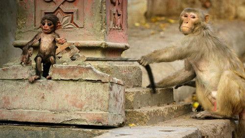 Nature Season 35 Episode 10 - Spy in the Wild: Bad Behavior