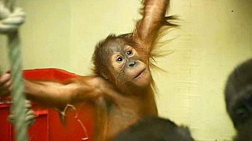 Monkey Business Season 9 Episode 2 - Episode 2