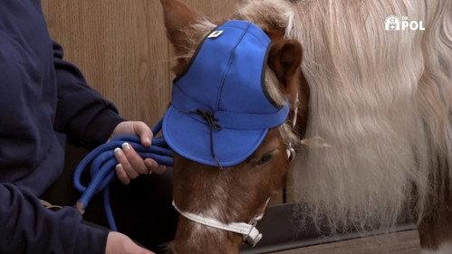 The Incredible Dr. Pol Season 21 Episode 9 - Litter-ally Puppies