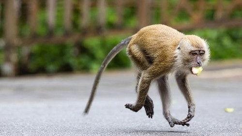 Macaque Island Season 1 Episode 1 - The Young Upstart