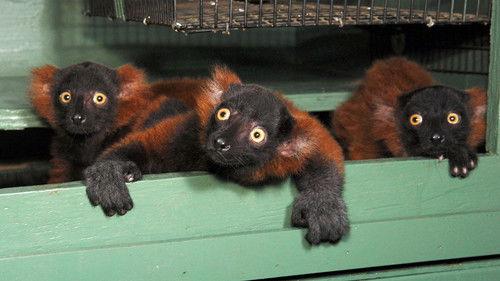 Nature Season 27 Episode 11 - The Loneliest Animals