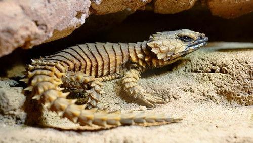 Little Giants Season 1 Episode 6 - Episode 6