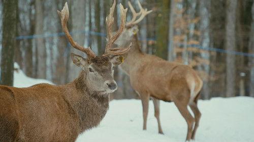 A Chef at the Shack Season 7 Episode 10 - Episode 10