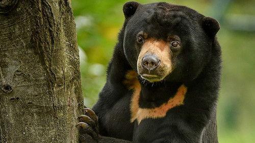 The Secret Life of the Zoo Season 4 Episode 9 - Heating Up a Sun Bear Romance