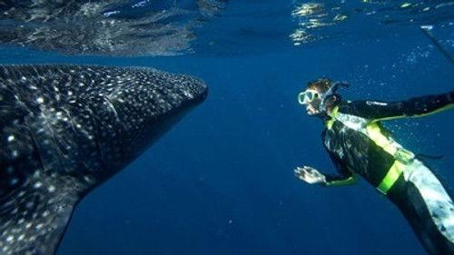Natural World Season 28 Episode 2 - Whale Shark