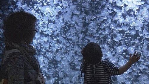 Document 72 Hours Season 8 Episode 19 - Jellyfish Wonderland