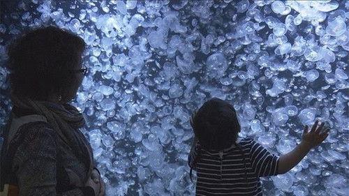 Document 72 Hours Season 8 Episode 19 - Enticed by the Gentle Movement of Jellyfish