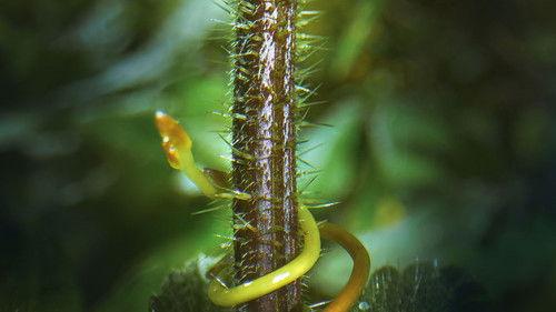 The Green Planet Season 1 Episode 3 - Seasonal Worlds