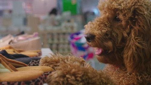 Background image for Waffle's Day Out