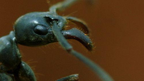 Animal Fight Night Season 6 Episode 2 - Blood Feud